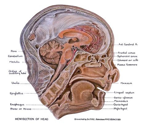 U.Br.Columbia - Drawing Parasagittal section of head - English labels ...