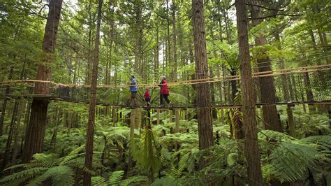 History Of Redwood Trees | Redwoods Treewalk®