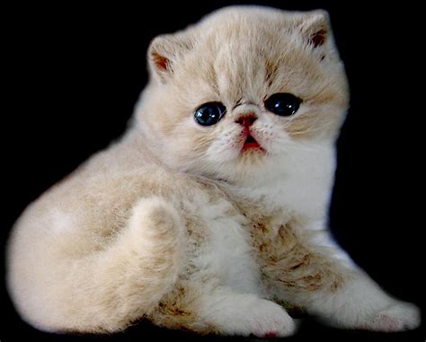 Animal Photo: Exotic Shorthair Cats