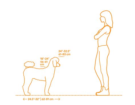 Standard Poodle Dimensions & Drawings | Dimensions.Guide