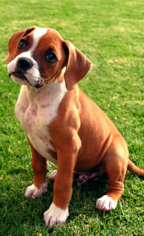 Boxer - Puppies, Rescue, Pictures, Information, Temperament ...