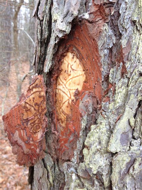 Landscape: Southern Pine Beetle | Center for Agriculture, Food, and the ...