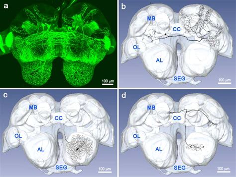 Invertebrate Brain Platform