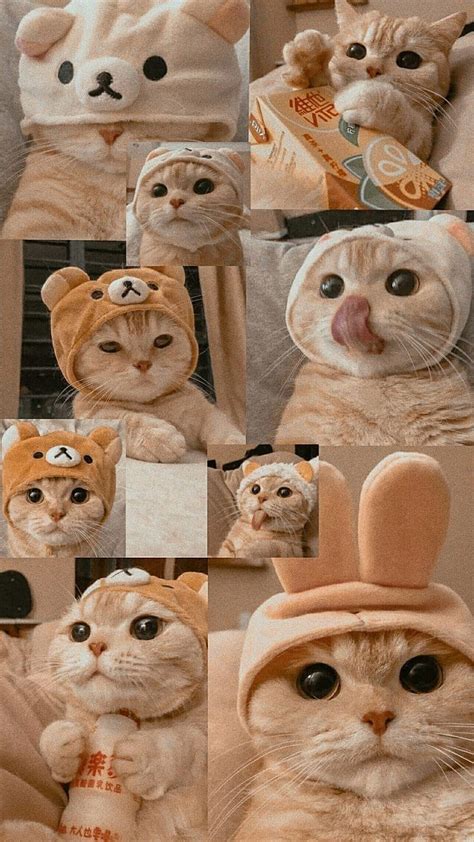 Cute Cat Collage HD phone wallpaper | Pxfuel