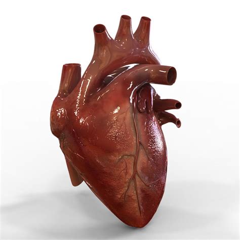 Human Heart on Cubebrush.co | Human heart, Human heart anatomy, Heart anatomy