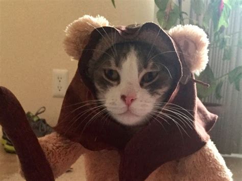 Star Wars Cat Costumes