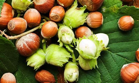 Problems to Look Out for With Hazelnut Bushes - Hummingbird Acres