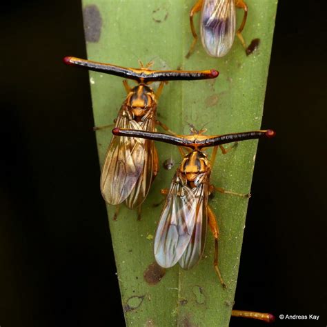 Hammerhead flies, Richardia telescopica? Richardiidae | Flickr
