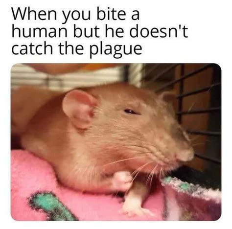 34 Weird Rat Memes That Only A Dirty Little Rodent Will Like