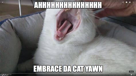 Cat yawning - Imgflip