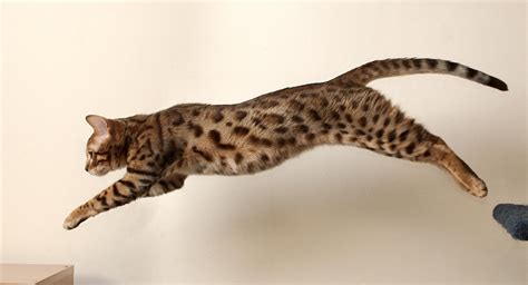 Bengal Kitten Leap 4 by FurLined on DeviantArt