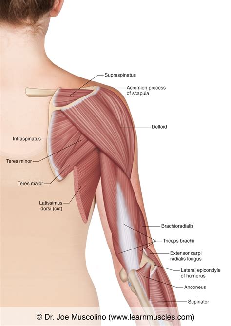 Muscles Of Upper Arm Posterior View Leg Anatomy Muscle Anatomy | My XXX ...