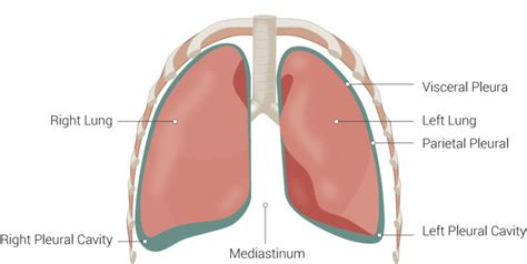 Anatomy, Thorax, Lung Pleura And Mediastinum - StatPearls - NCBI Bookshelf