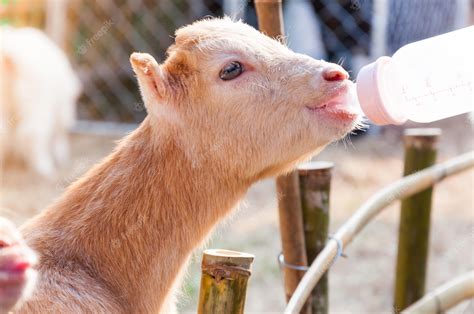 Premium Photo | Feeding baby goat with milk bottle at farmfeed the hungry goat with milk