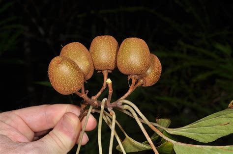 Actinidia rufa (Actinidiaceae) image 135210 at PhytoImages.siu.edu