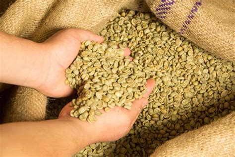 Green Coffee Beans Brokers - Helena Coffee Vietnam