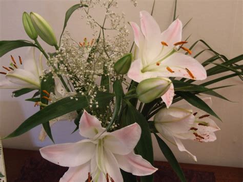 Pink Lilies | Pink Lilies | themorrigan35 | Flickr