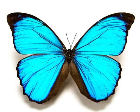 Aqua Butterfly Art Print, Nature Art Print, Blue Morpho Butterfly ...