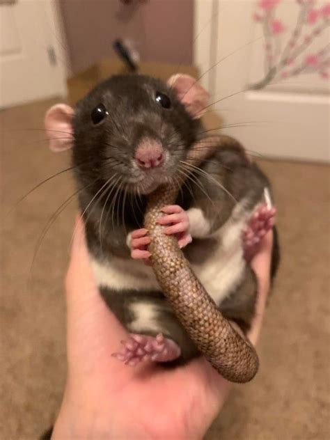 Pin on Rats