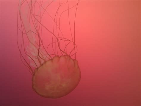 Pink Jelly Fish | Underwater life, Beautiful creatures, Underwater