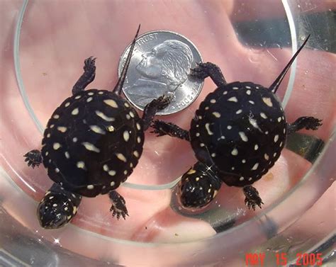 Baby Spotted #Turtles. | Spotted turtle, Turtle, Turtles for sale