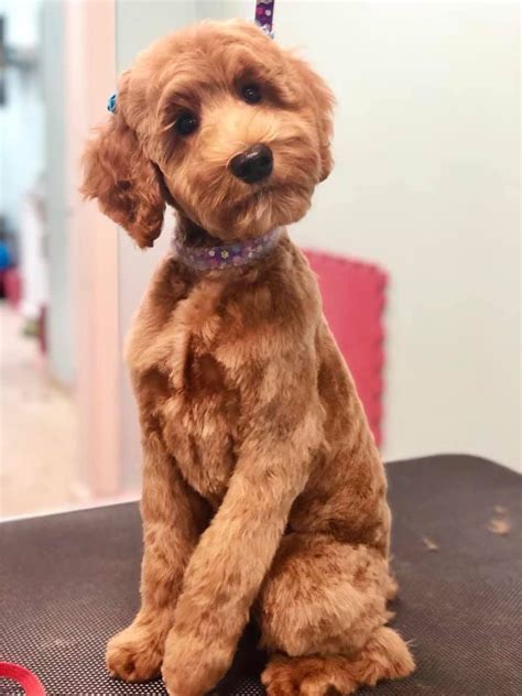 Labradoodle Grooming, Goldendoodle Haircuts, Mini Goldendoodle Puppies, Dog Haircuts, Poodle ...