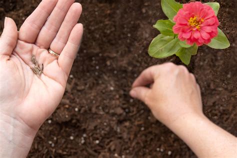 How to Plant Zinnia Seeds