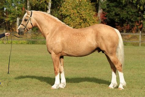 palomino - Welsh Cob (section D) stallion Jebeth Hitchhikers Guide | Horses, Welsh pony ...