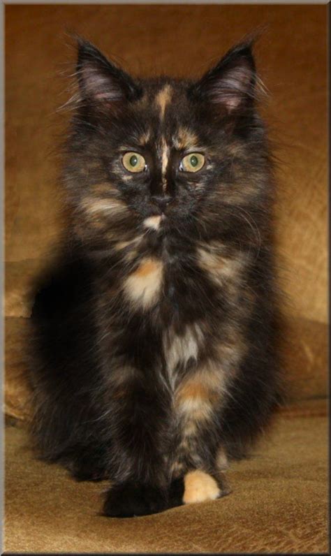 Tortie-tude Cute Cats And Kittens, Kittens Cutest, Cool Cats, Pretty Cats, Beautiful Cats, Gato ...