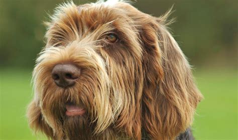 Spinone Italiano Dog Breed Information - Vetstreet | Vetstreet