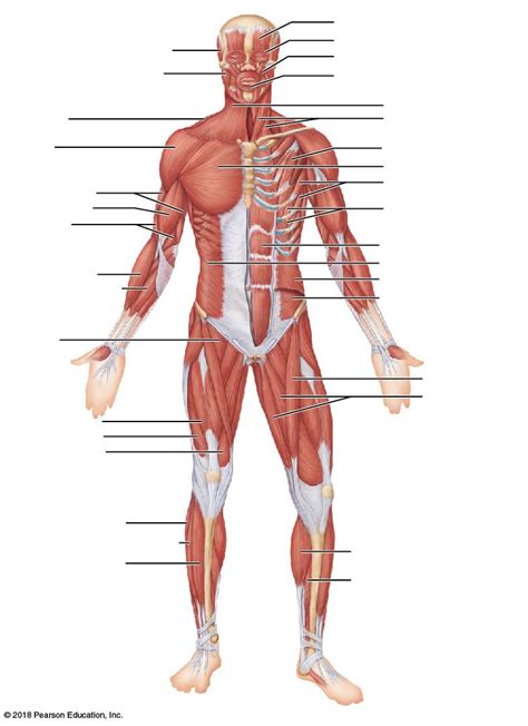 Muscular System Labeling and Movements | 798 plays | Quizizz