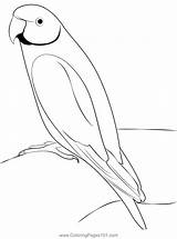 Beautiful Parrot Bird Coloring Page For Kids  Free Parrots Printable sketch template