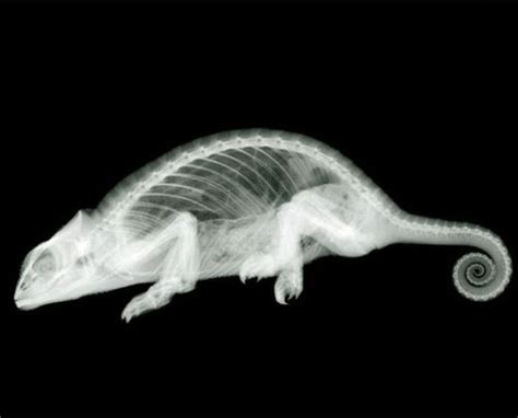 X Ray art | RAY ART by NICK VEASEY – An Interesting Art ...