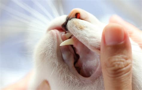 Common Feline Dental Problems | Feline Dental Treatment