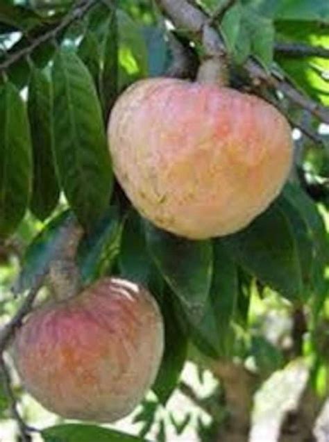 15inch 3ft Red Heart Fruit annona Reticulata ramphal - Etsy in 2023 | Fruit garden, Apple fruit ...