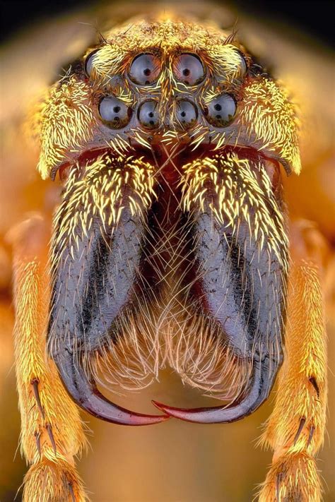 spider 8 eyes - Google Search | Insects, Arachnids, Macro photography ...