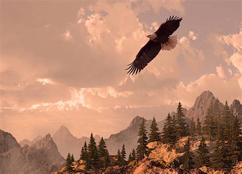 Eagle Flying Mountains Stock Photos, Pictures & Royalty-Free Images - iStock