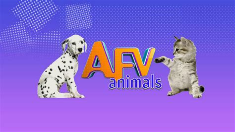 AFV Animals-Animal & Pet Videos | TV App | Roku Channel Store | Roku