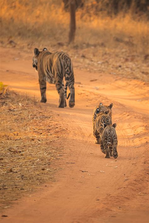 Three Tiger Cubs and Mother - Francis J Taylor Photography