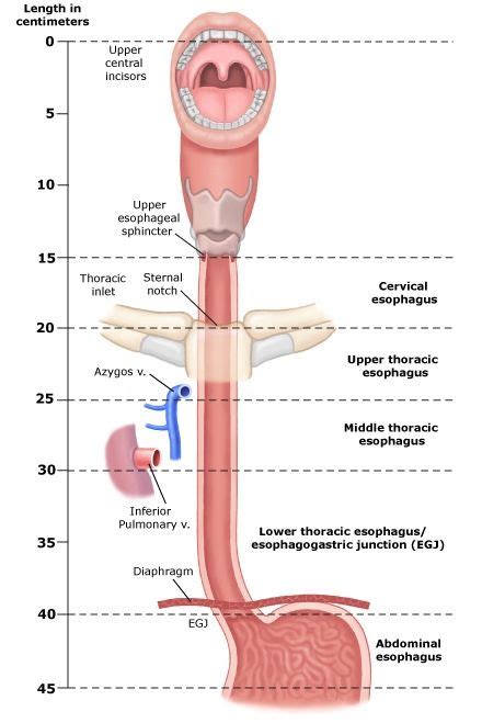 esophagus - Google 搜尋 | Anatomy, Medical knowledge, Nursing notes