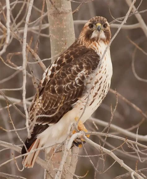 What Do Hawks Hunt? - Falconry Advice