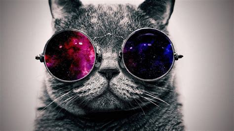 Cool Cats Wallpapers - Wallpaper Cave