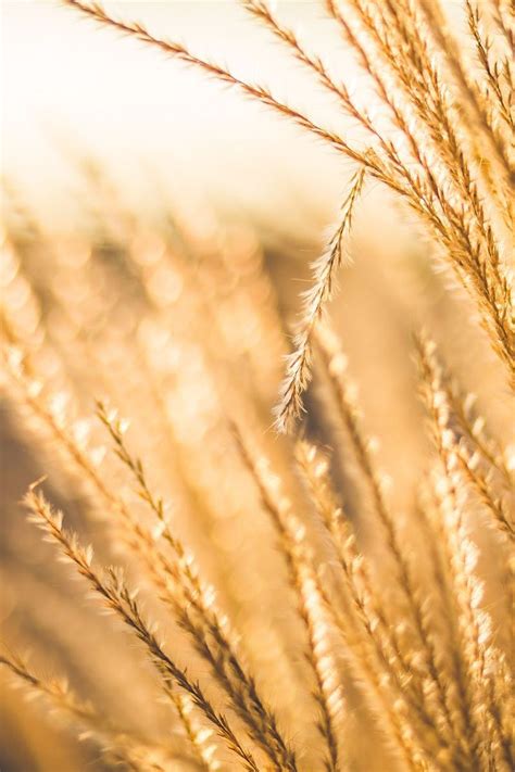 250+ Engaging Wheat Photos · Pexels · Free Stock Photos | Minimal photo ...