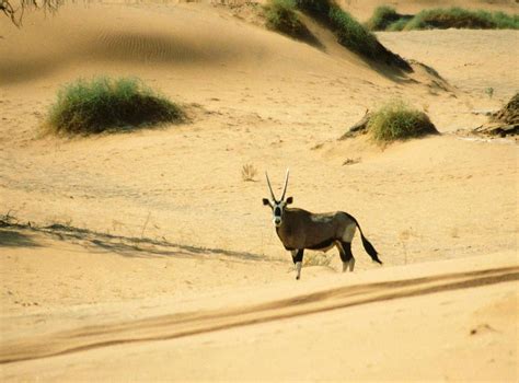 Namib Desert - Wikipedia, the free encyclopedia | Namib desert, Deserts ...