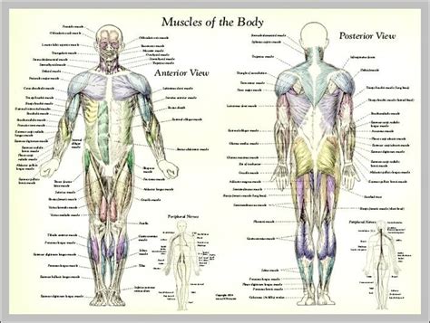 labeled human body | Anatomy System - Human Body Anatomy diagram and chart images