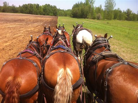 Draft horses working the fields at Essex Farm in Essex NY! More at www.essexonlakechamplain.com ...