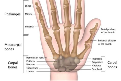 Ulnar Styloid