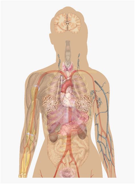 Human Body Integumentary System Diagram, HD Png Download , Transparent ...