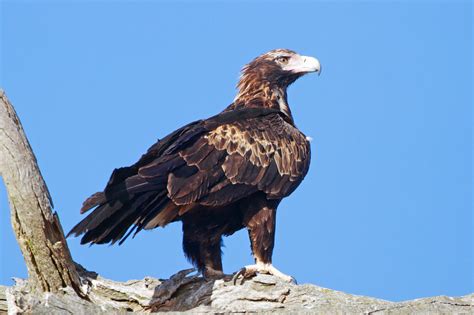 Wedge-Tailed Eagle | Animals Wiki | Fandom