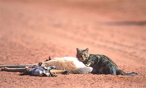 95% of stray cats have worms and 57% scavenge potentially life-threatening refuse – Michael Broad